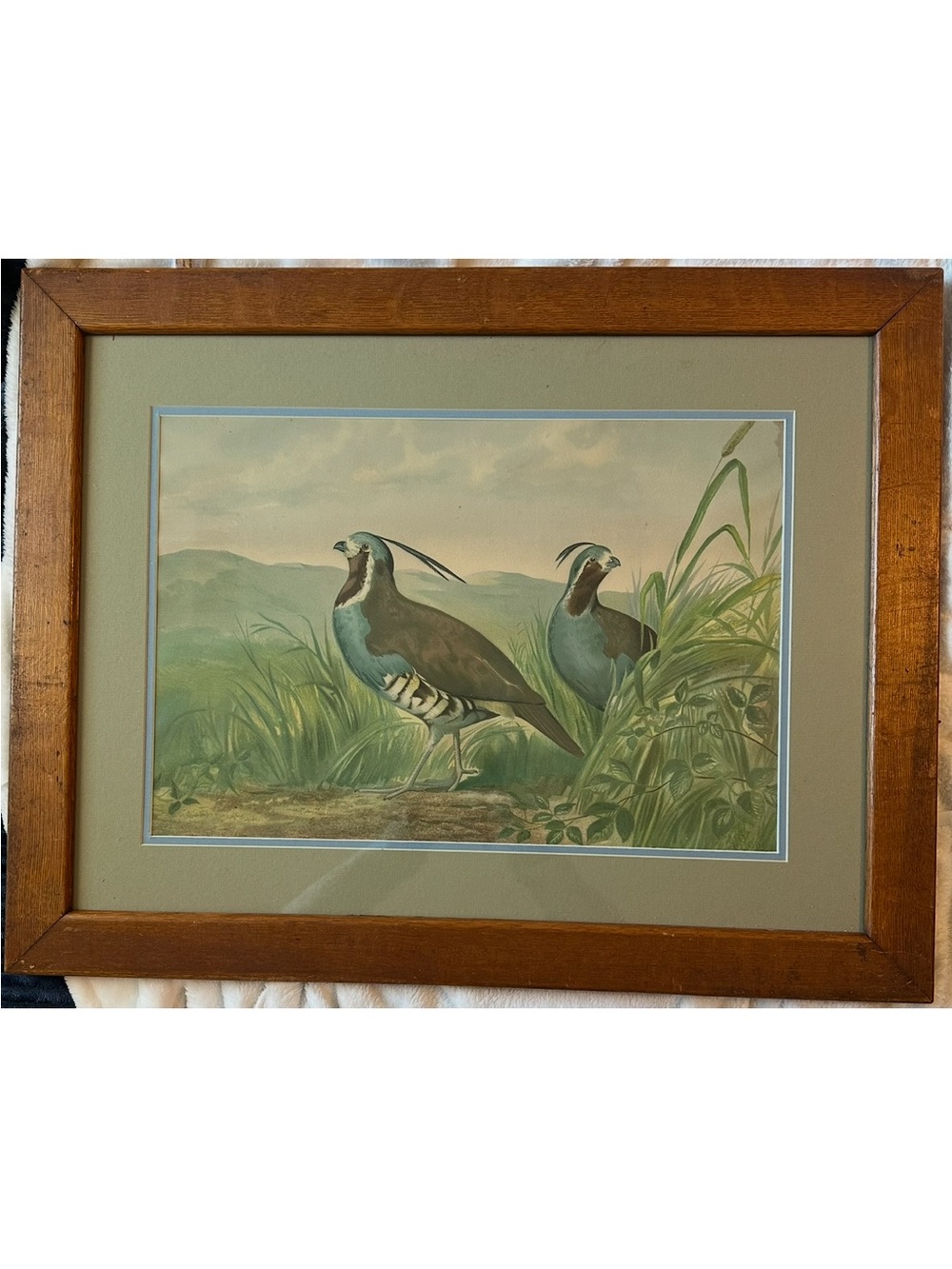 Alexander Pope, Jr. signed, framed “Mountain Quail”